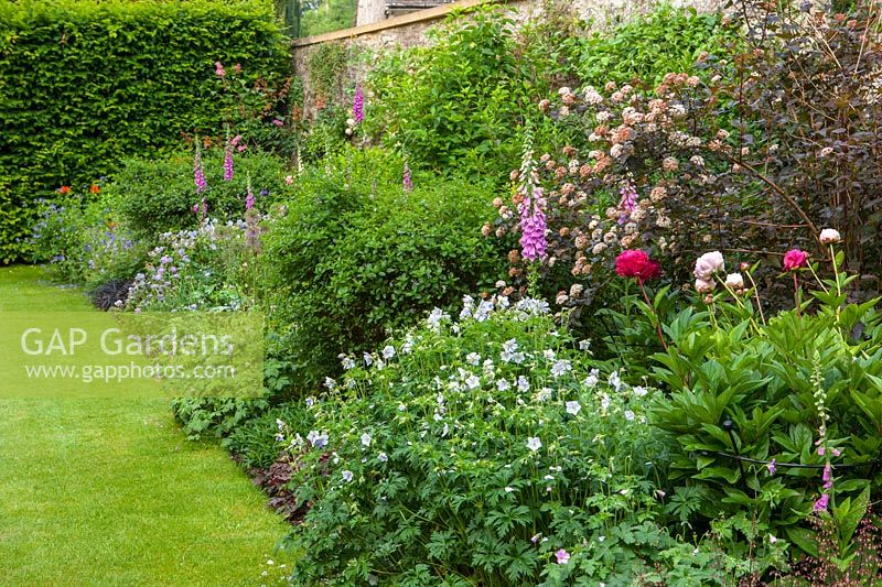 Herbaceous border with peonies, foxgloves and geraniums. 