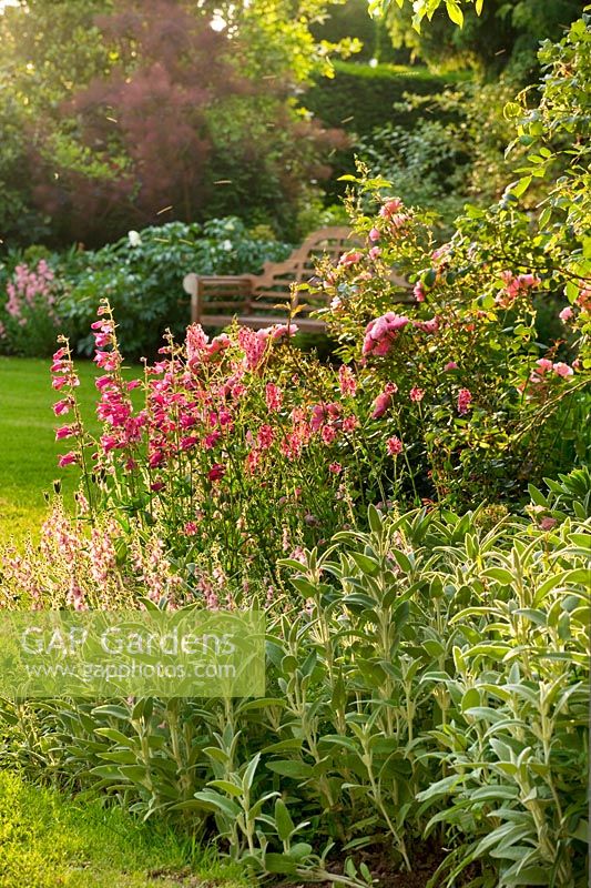 Pink border beside lawn with diascias, penstemons and roses