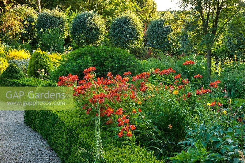 Box edged bed with Alstroemeria, Verbascum and Sorbus aria 'Lutescens'