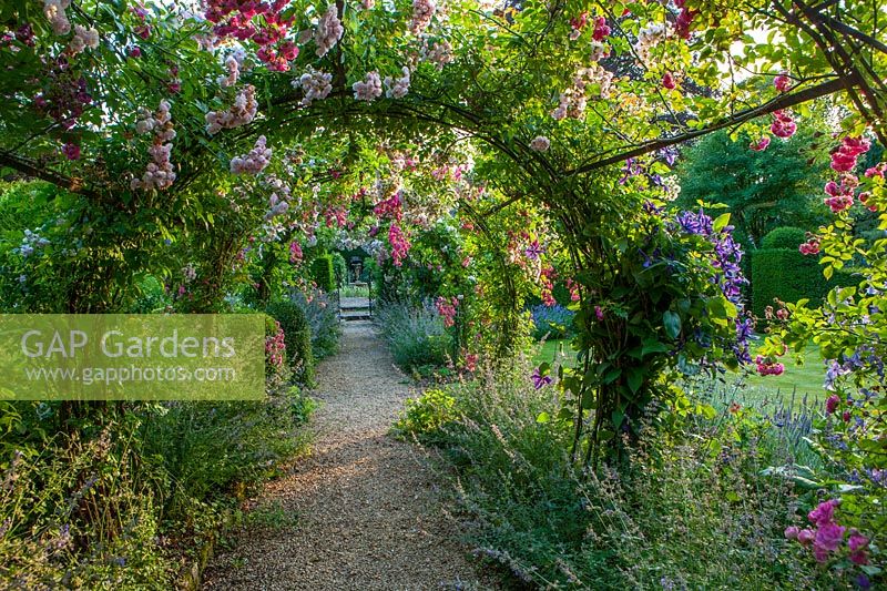 Gravel path with arch, Nepeta 'Six Hills Giant', Rosa 'Princess Louise' and Rosa 'Dorothy Perkins'