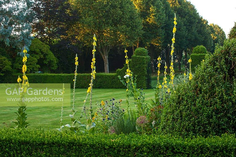 View across lawn through spikes of Verbascum 'Gainsborough' to hedging
