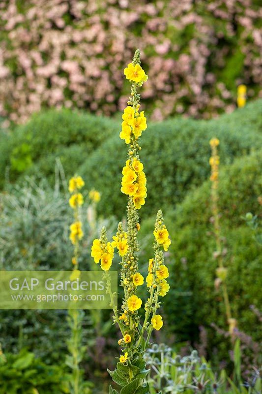 Yellow Verbascum 'Gainsborough' 