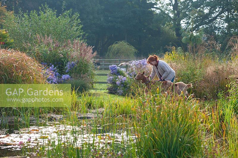 Sarah Murch designer in her garden with goats and Aster 'Little Carlow', Cyperus longus