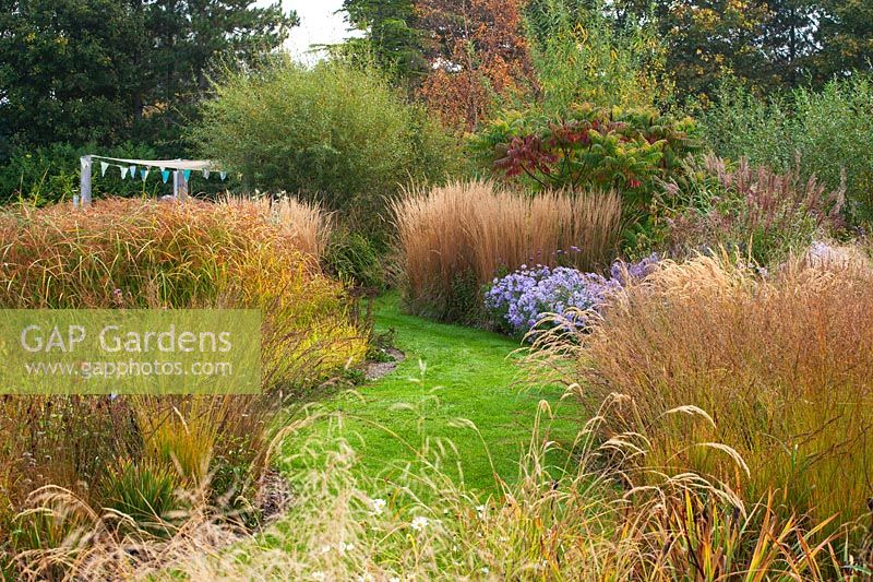 Grass path and Cyperus longus and Aster 'Little Carlow'