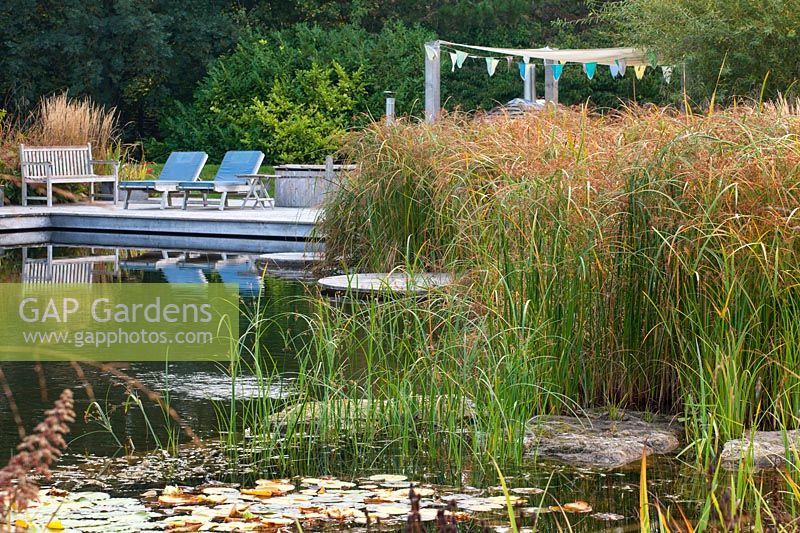 Water garden - Natural swimming pond - View across pond to decking and chairs with pergola. Cyperus longus - Sedge