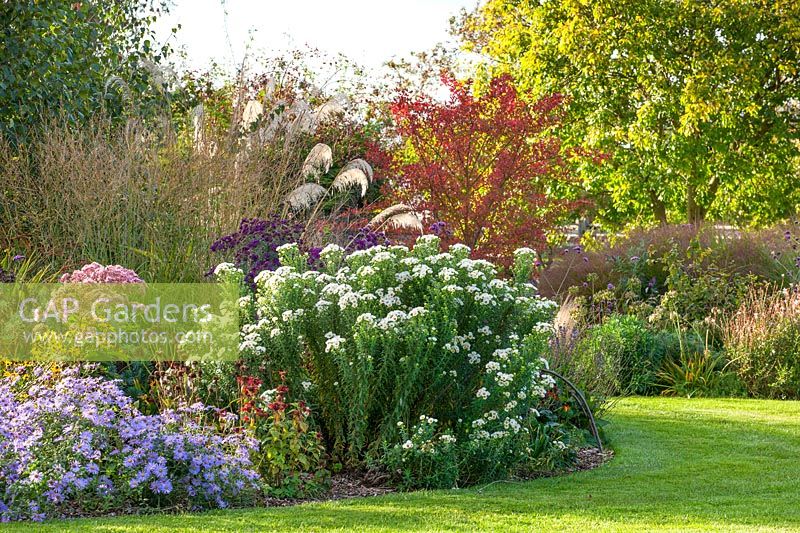 Mixed border with Aster novae-angliae 'Herbstschnee' - New England aster plus other asters, grasses and Euonymus alatus 'Red Cascade' - spindle tree in autumn