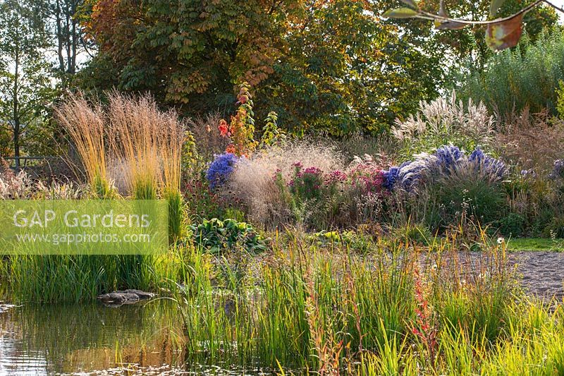 View across water to marginal planting, grasses including Molinia arundinacea 'Karl Foerster' and asters 