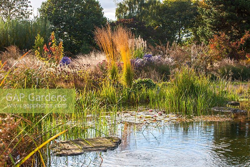 'Natural' swimming pool with view across water to waterlilies, marginal planting and grasses such as Molinia arundinacea 'Karl Foerster' 