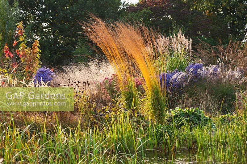 Molinia arundinacea 'Karl Foerster' showing autumnal colour amongst other grasses and asters