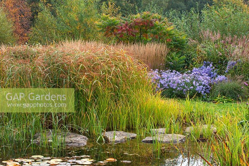 Waterside planting of Cyperus longus and stepping stones with flowers of Aster 'Little Carlow' amongst other grasses