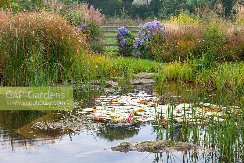 'Natural' swimming pool with waterlilies, marginal planting, stepping stones and grass Cyperus longus.