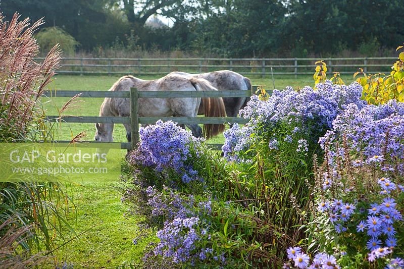 Fencing separating horses in a paddock from a country garden with asters