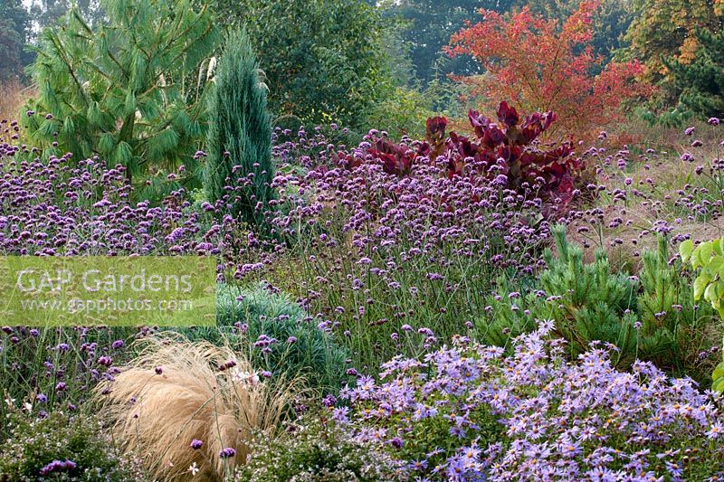 Mixed border with Verbena bonariensis, Cercis 'Forest Pansy', Aster frikartii and conifers