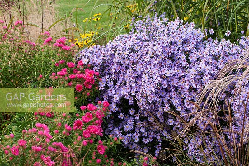 Aster 'Little Carlow' with Aster 'Andenken an Alma Potschke' plus grasses