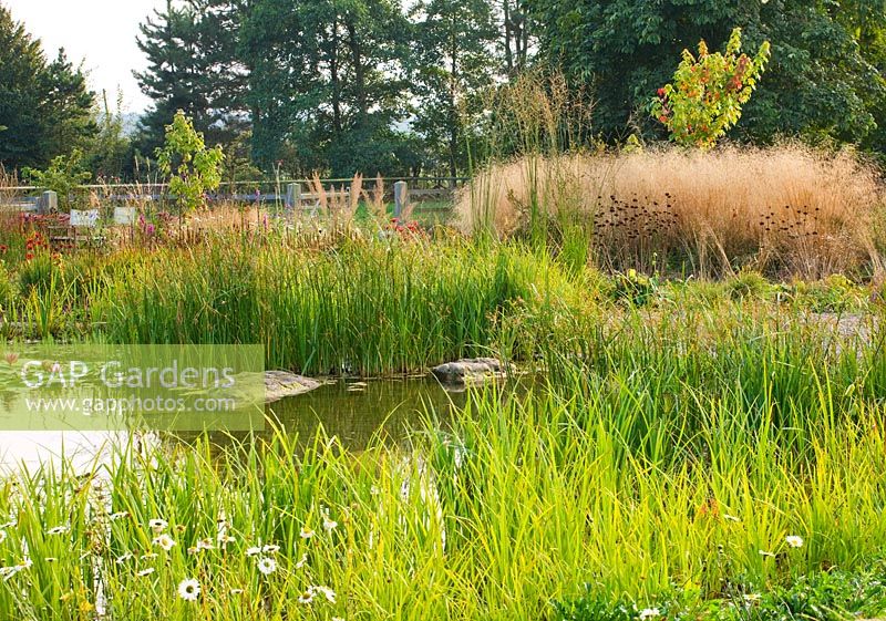 View across 'natural' swimming pool with its waterside planting of grasses to
 countryside beyond