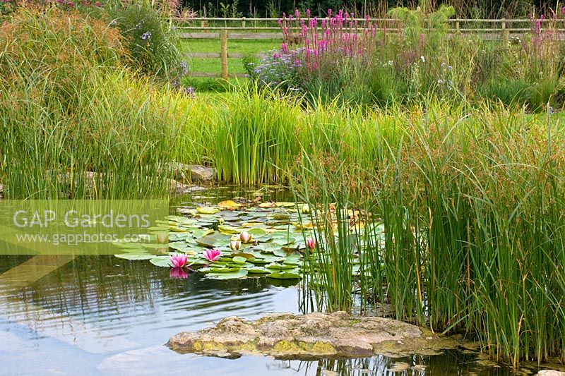 Edging to a 'natural' swimming pool showing underwater ledge and stepping stones. Also waterlilies, marginal planting of grasses and garden beyond

