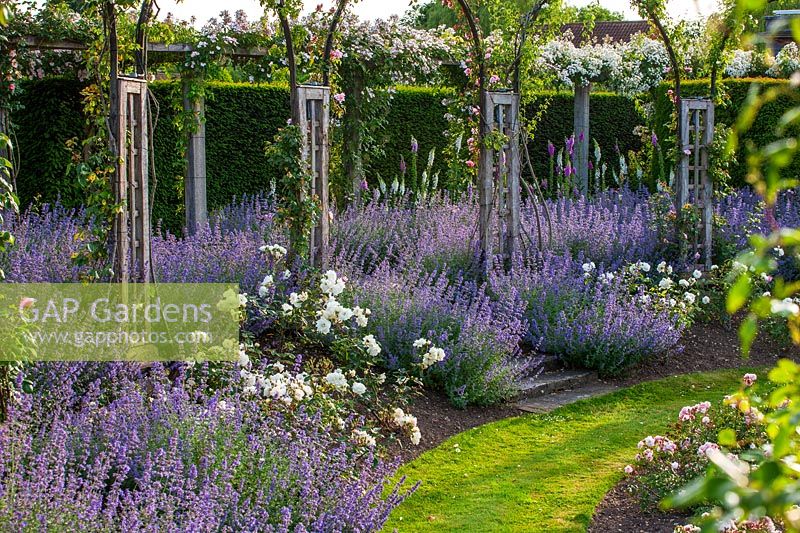 Rose garden beds edged with Nepeta faassenii - catmint
