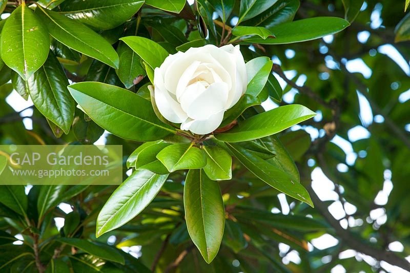 Closeup of Magnolia 'Grandiflora' - White