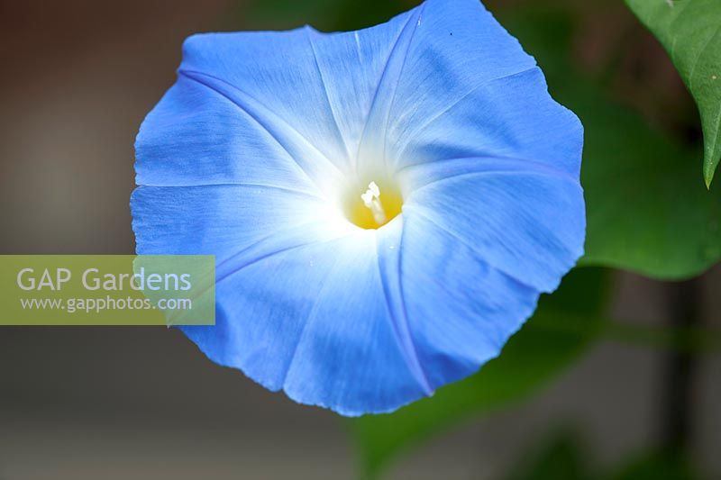 Ipomoea Tricolor 'Heavenly Blue'