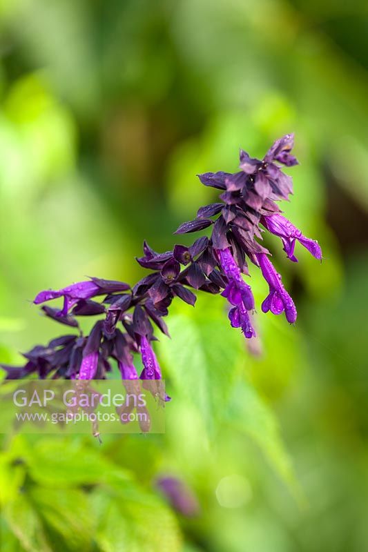 Salvia 'Black Knight' - sage, closeup of flowers and bracts
