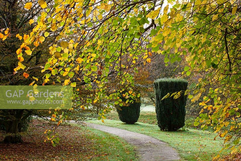 View through deciduous trees in autumn towards evergreen topiary by path