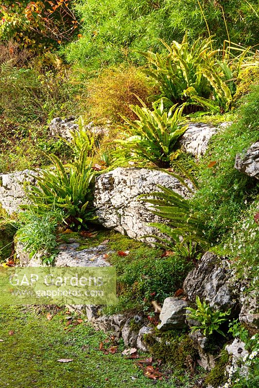 Ferns growing on rocky outcrops in autumn