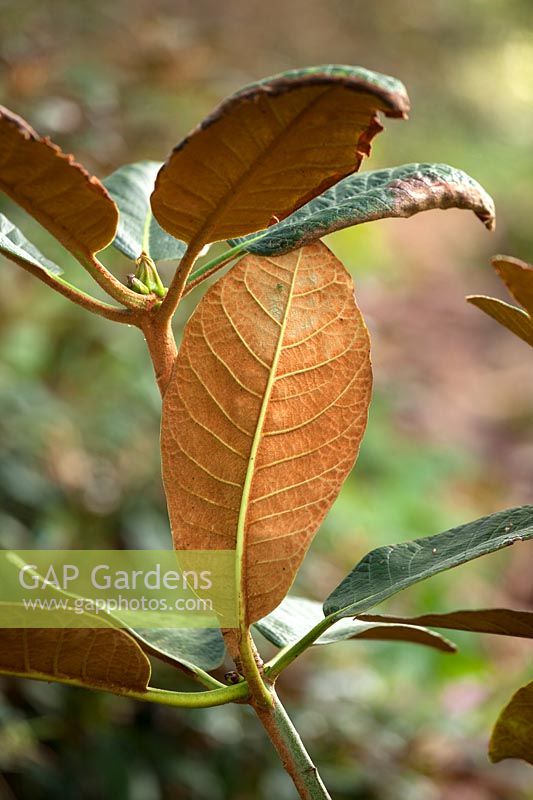 Undersides of Rhododendron leaves in autumn
