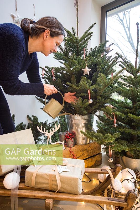 Woman watering Christmas tree from winter scene in living room