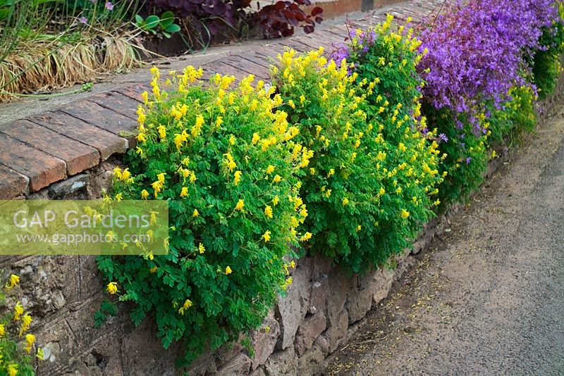 Corydalis lutea with Campanula poscharskyana growing out of a stone wall