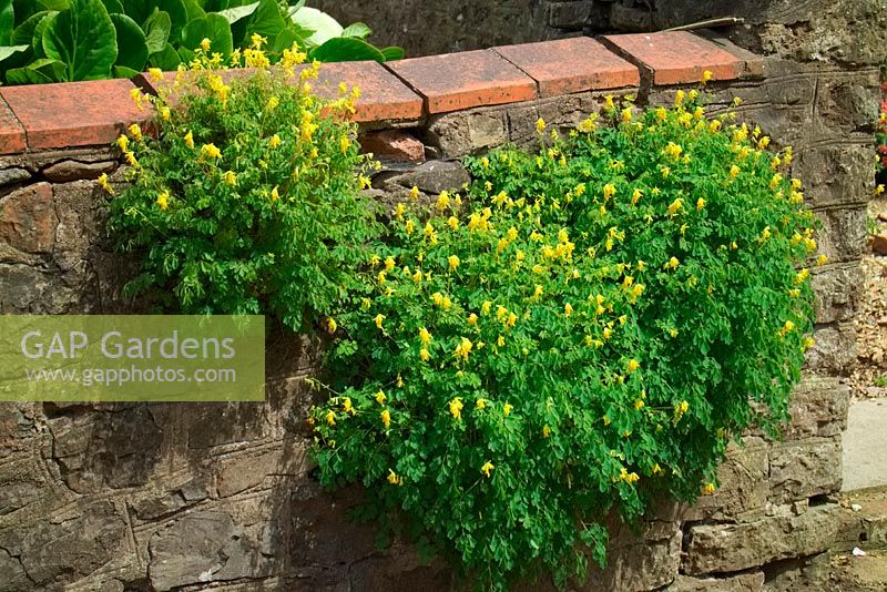 Corydalis lutea growing out of a stone wall