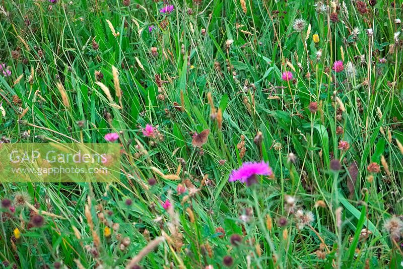 Wildflower meadow harvested for seed - early July on Goren Farm, Stockland, east Devon