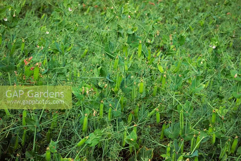 Pisium sativum vining peas field crop