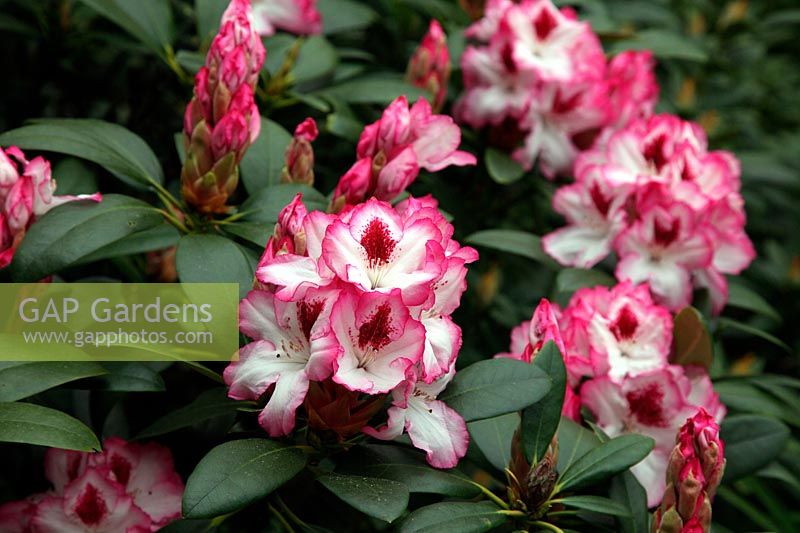 Rhododendron 'Hachmann's Charmant'