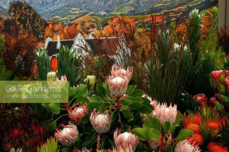 Kirstenbosch National Botanical Garden, South Africa - Display at RHS Chelsea Flower Show 2012