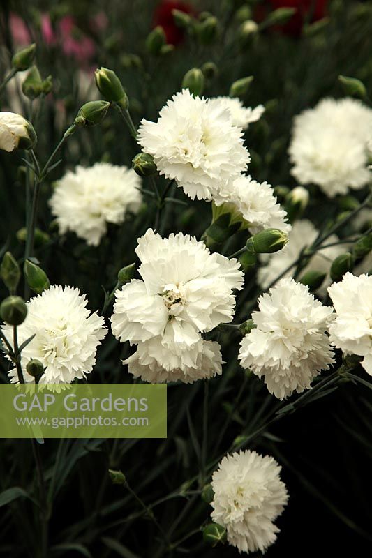 Dianthus 'Memories' new for 2012 from Whetman Pinks - RHS Chelsea Flower Show 2012