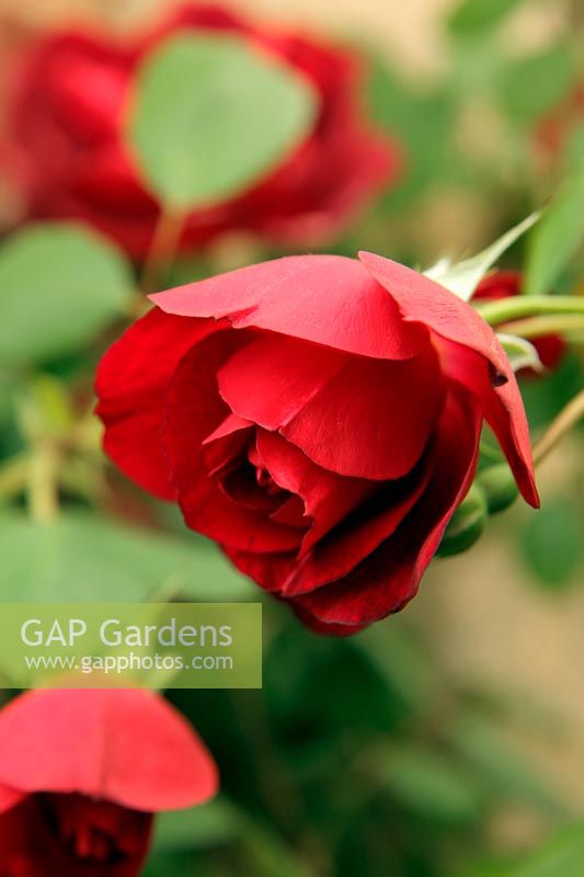 Rosa 'Capel Manor' new rose from Peter Beales introduced 2012 RHS Chelsea Flower Show
