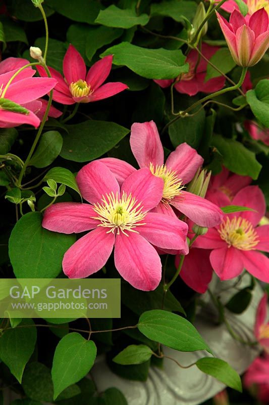 Clematis 'Alaina' new  introduction at RHS Chelsea Flower Show 2012 by Raymond Evison Clematis