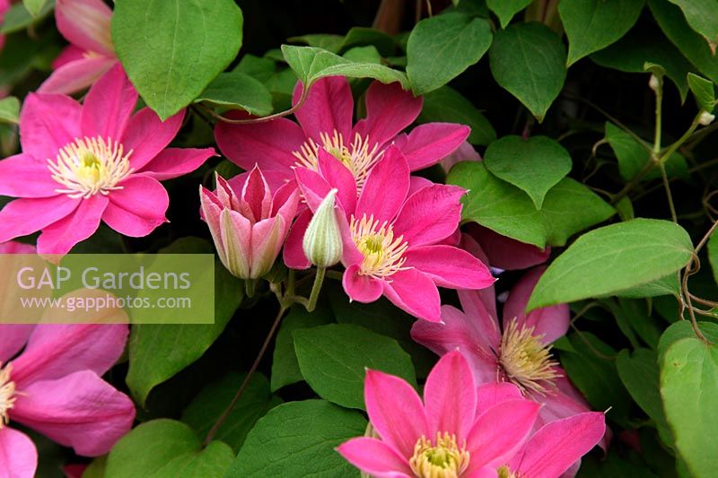 Clematis 'Alaina' new  introduction at RHS Chelsea Flower Show 2012 by Raymond Evison Clematis