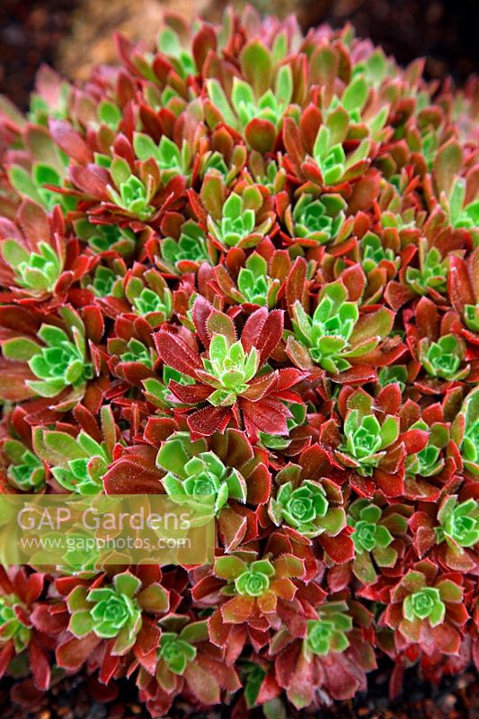 Aeonium 'Cornish Tribute' nes introduction for 2012 at RHS Chelsea Flower Show by Trewidden Nursery