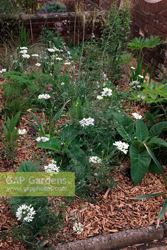 Planting a small urban garden in a naturalistic style - 2 months after planting - shown late May - see image 5F7803 et seq