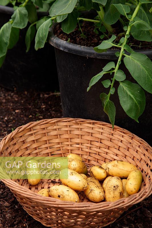 Lifting early potatoes in late May from a mid March planting - grown in 25 litre pot - Solanum tuberosum 'Charlotte' yield from one plant - enough for two people