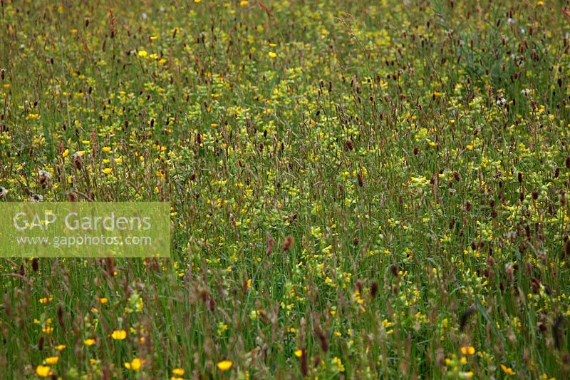 Sward rich in Yellow Rattle or Cockscomb - Rhinanthus minor and with Sweet vernal grass - Anthoxanthum odoratum and Ranunculua acris - Meadow Buttercup at RHS Rosemoor