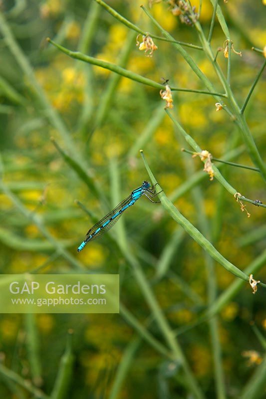 Common Blue Damselfly - Enallagma cyathigerum resting on Brassica rapa var. japonica -- Mizuna being grown to save the seed