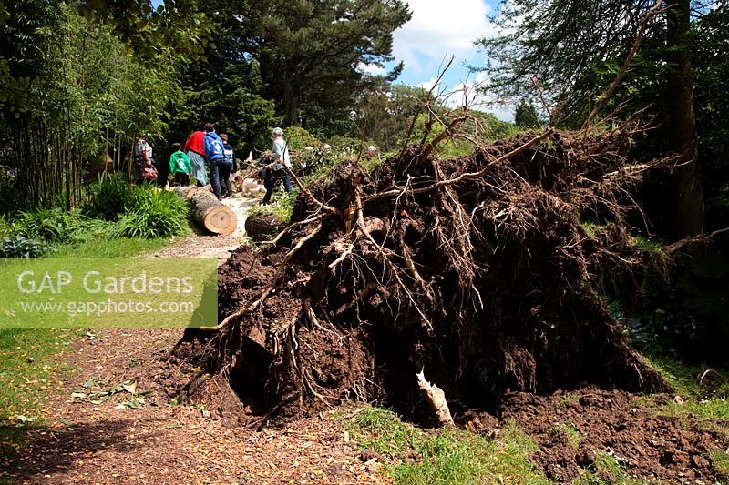 Populus - Poplar tree felled by June storms in Marwood garden near Barnstaple