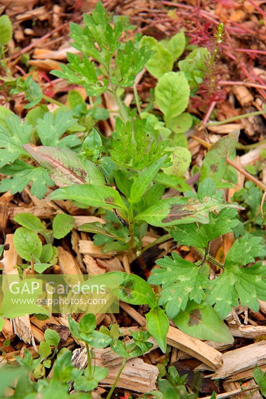 Common Garden Weeds - Redshank - Persicaria maculosa syn Polygonum persicari ande Creeping Buttercup  Ranunculus repens