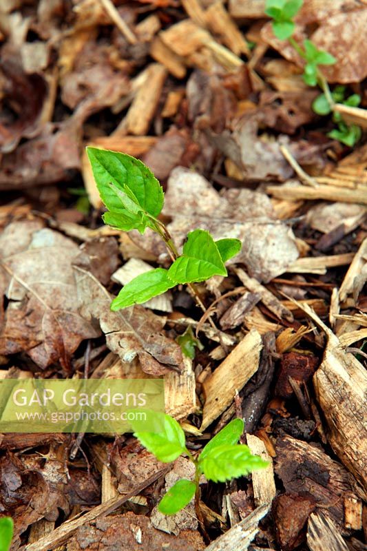 Common Garden Weeds - Ash seedlings - Fraxinus excelsior