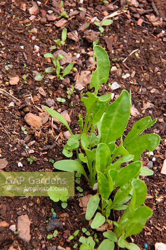 Beta vulgaris - Perpetual spinach - uneven germination caused by inconsistent depth of covering seed
