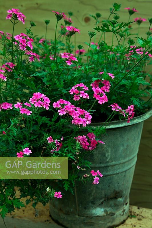 Growing Verbena 'Sissinghurst' AGM in a reused container - an old galvanised bucket