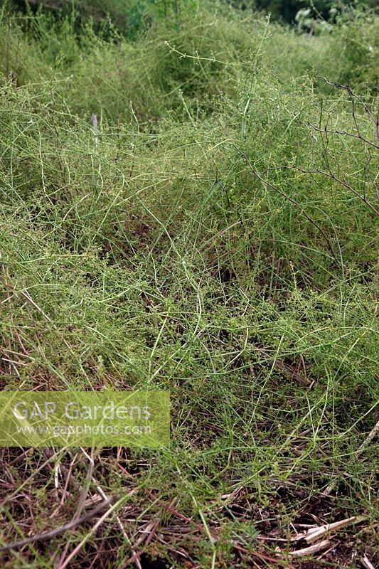 Cleavers or Goose Grass - Galium aparine