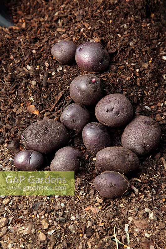 Solanum tuberosum 'Salad Blue' - Potatoes - the yield from one 20 litre pot